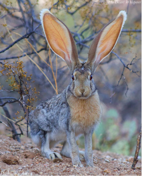 13. Có lẽ, thỏ rừng linh dương là sinh vật tai nhỏ quyến rũ nhất trên thế giới.