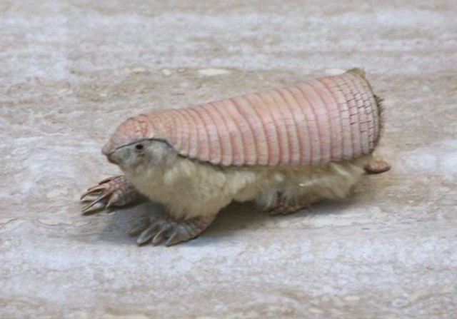 13. Một cánh tay tiên màu hồng hiếm có.