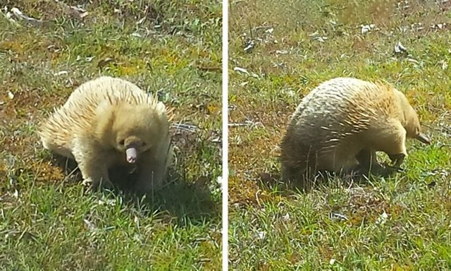 2. Một con thú lông nhím bạch tạng lang thang.