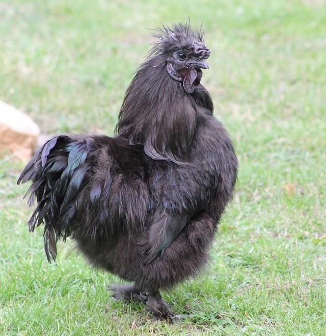 4. Gà Ayam Cemani đen than.