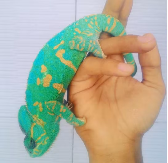 3. Một con tắc kè hoa có mạng che mặt gần như màu neon.