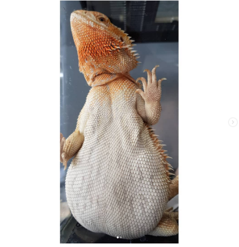 15. Cái bụng hình quả lê trên con rồng có râu này