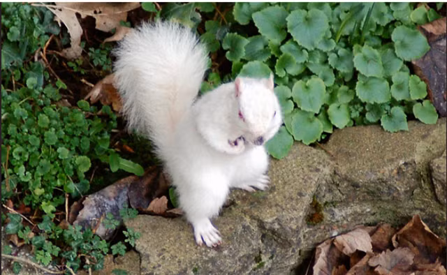 14. Một chú sóc bạch tạng lông mịn.