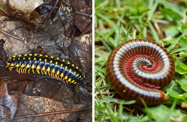 10. Hàng trăm chiếc chân nhỏ bé trên những con sâu milipedes này!