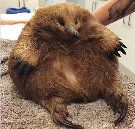 6. Một con echidna căng phồng và mập mạp.