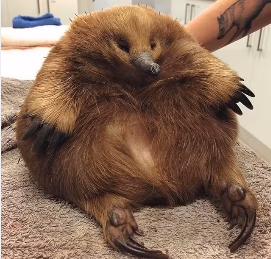 6. Một con echidna căng phồng và mập mạp.