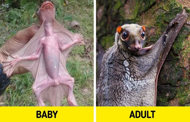 5. Sự phát sáng của một con colugo, còn được gọi là vượn cáo bay.