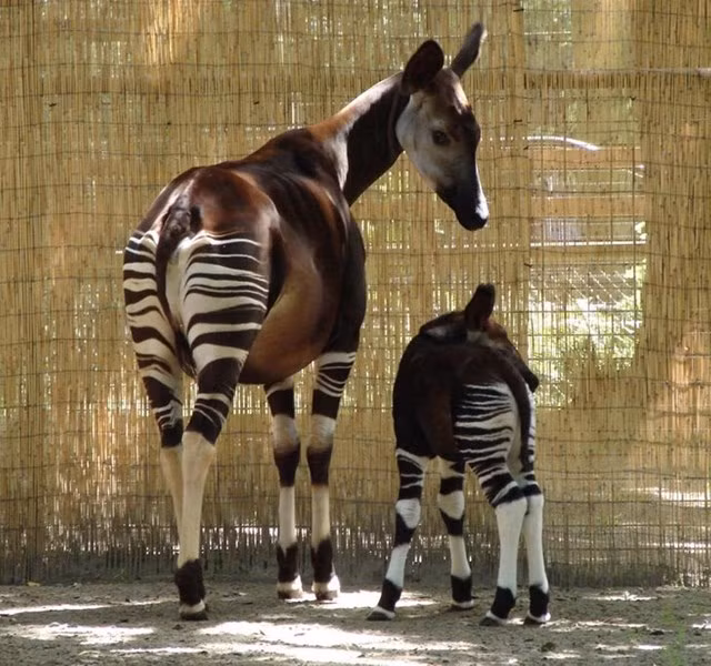 Có hơn 8,7 triệu loài trong vương quốc động vật, với hàng nghìn loài khác vẫn chưa được khám phá. Mỗi loài động vật đều có những đặc điểm ngoại hình riêng biệt. Chúng tôi tin rằng bất kỳ loài động vật nào cũng có thể rất dễ thương - vấn đề chỉ là bạn nhìn chúng như thế nào. 1. Con okapi là họ hàng với hươu cao cổ nhưng nó giống nửa ngựa vằn.