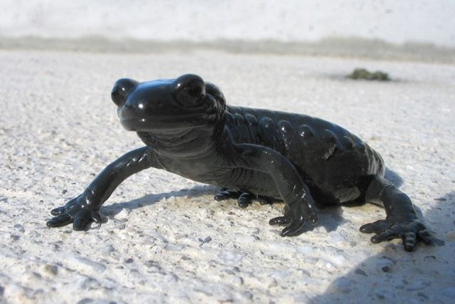 7. Một con kỳ giông đen đang giả dạng một con ếch!