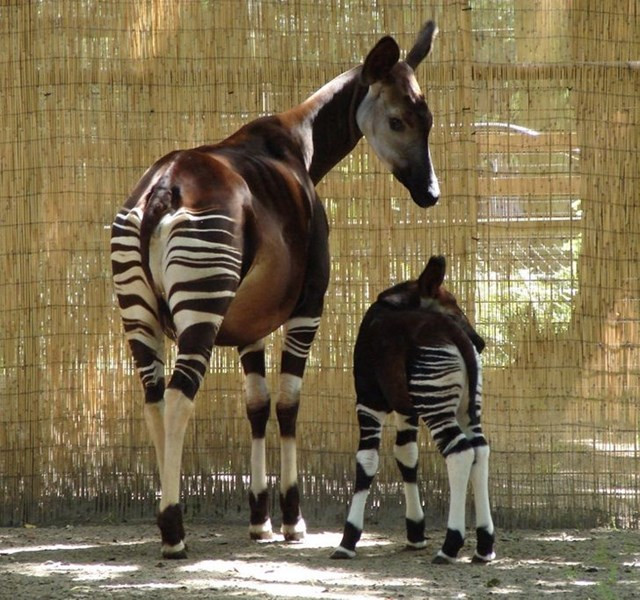 Có hơn 8,7 triệu loài trong vương quốc động vật, với hàng nghìn loài khác vẫn chưa được khám phá. Mỗi loài động vật đều có những đặc điểm ngoại hình riêng biệt. Chúng tôi tin rằng bất kỳ loài động vật nào cũng có thể rất dễ thương - vấn đề chỉ là bạn nhìn chúng như thế nào. 1. Con okapi là họ hàng với hươu cao cổ nhưng nó giống nửa ngựa vằn.
