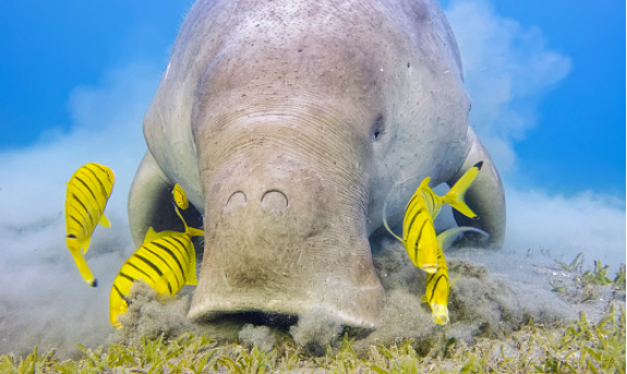 9. Một con cá nược có vẻ như đang hút bụi dưới đáy đại dương.