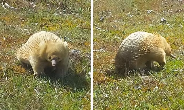 2. Một con thú lông nhím bạch tạng lang thang.