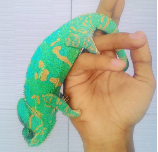 3. Một con tắc kè hoa có mạng che mặt gần như màu neon.