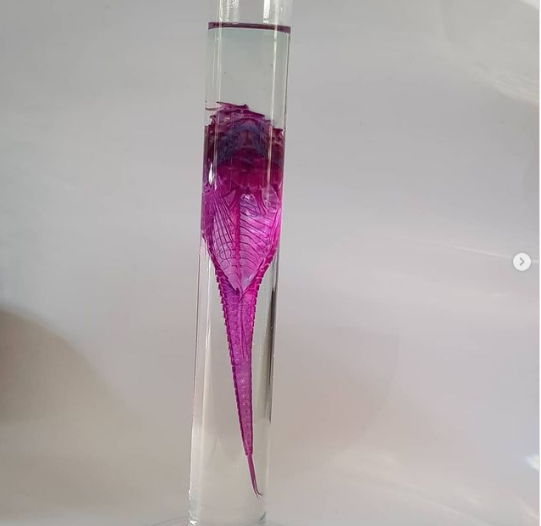 12. Một con fuschia agonus cataphractus rực rỡ, hoặc một con cá mũi câu.