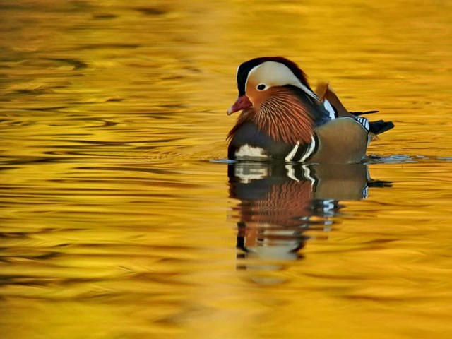 Vịt uyên ương - Những chú vịt này có nguồn gốc từ Đông Á nhưng cũng được du nhập vào các vùng của Châu Âu.