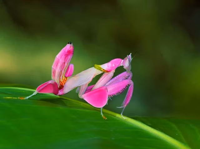 Bọ ngựa hoa lan hồng - Một trong số các loài bọ ngựa hoa, loài bọ ngựa đặc biệt này có ở các khu rừng nhiệt đới ở Đông Nam Á. Chúng bắt chước một cách hoàn hảo hoa phong lan về cấu trúc và màu sắc.