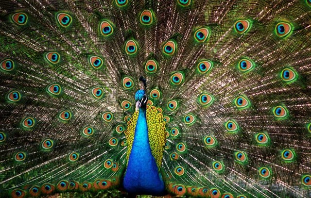 Công chắc chắn là một trong những loài có bộ lông rực rỡ nhất mà “mẹ” thiên nhiên ban tặng. Chúng thuộc họ chim trĩ và được biến đến chủ yếu nhờ vào phần lông đuôi đáng chú ý mà mỗi khi xòe ra trông giống như hàng nghìn con mắt mở to của mình.