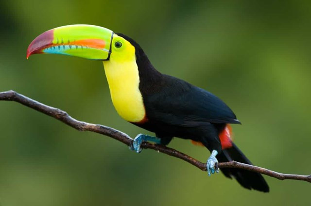 Chim Toucan mỏ thuyền.