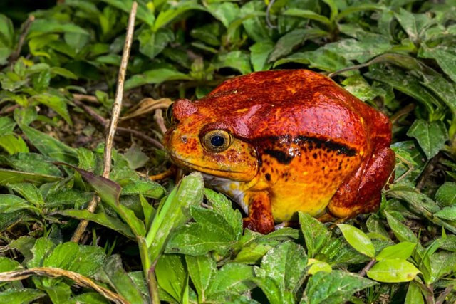 Ếch cà chua - Một điều khác thường đối với vương quốc động vật, loài cái của cư dân Madagascar này có màu sắc rực rỡ hơn những con đực của nó.