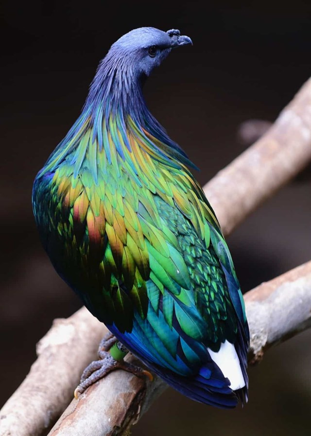 Chim bồ câu Nicobar - Được chú ý với bộ lông màu xanh lam và xanh lá cây kim loại bóng bẩy, loài chim này được tìm thấy trên khắp khu vực Quần đảo Mã Lai. Điều thú vị là nó là họ hàng gần nhất của loài chim dodo đã tuyệt chủng.