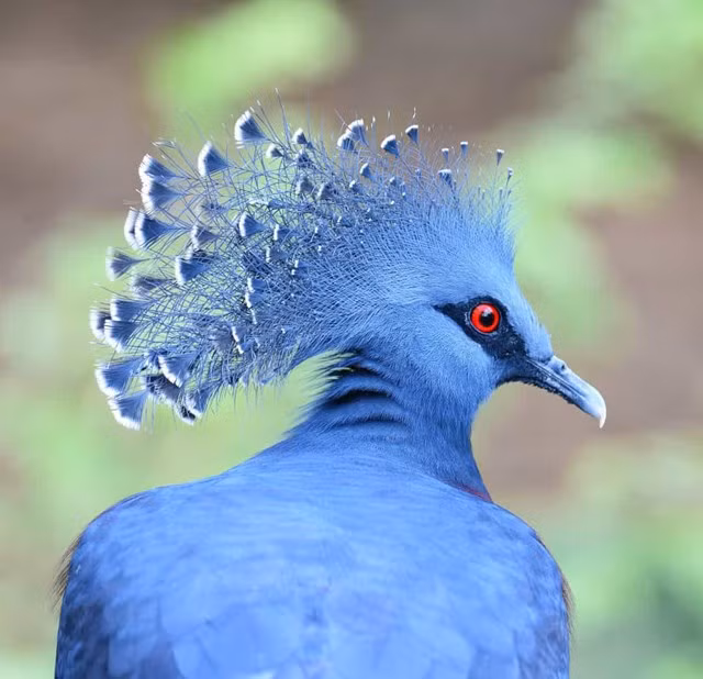 Chim bồ câu có vương miện- Một chiếc vương miện nổi bật với những chiếc mào ren mỏng manh giúp phân biệt loài chim xinh đẹp nhưng dễ bị tổn thương này.