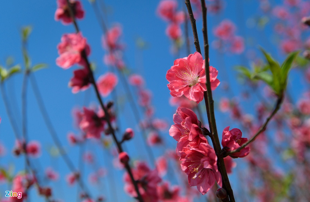 Với những vườn trồng đào cành, tình hình khả quan hơn. Tuy vậy, nhiều vườn vẫn ế hàng. 