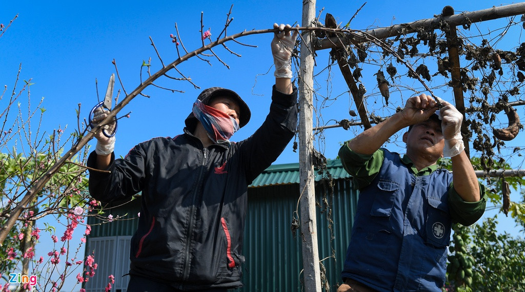 Ông Hạnh, người chuyên trồng đào bán cành, cho biết lượng khách mua năm nay giảm khoảng 20% so với năm ngoái. Vườn nhà ông trồng 500 cành, đã bán khoảng 400 cành, hầu hết khách đã chọn mua sớm để chọn cành đẹp. Còn lại những cành ở vườn, vợ ông cắt cành dăm để bán cho khách mua cắm bình nhỏ, bàn thờ.