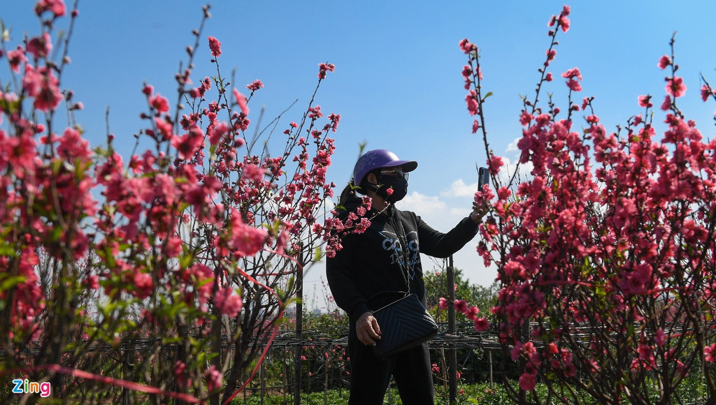 Chị Loan (quận Tây Hồ) đi khắp vườn, cẩn thận chọn những cành đào có nhiều nụ để có thể nở vào ngày Tết. Chị chọn được 3 cành đào với giá tổng cộng một triệu đồng. 