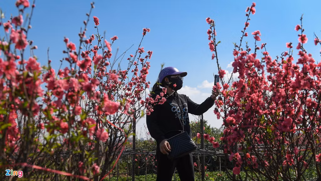 Chị Loan (quận Tây Hồ) đi khắp vườn, cẩn thận chọn những cành đào có nhiều nụ để có thể nở vào ngày Tết. Chị chọn được 3 cành đào với giá tổng cộng một triệu đồng. 