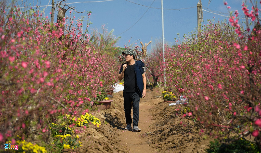 Sau nửa tiếng dạo vườn đào thì anh Lý Hoài Ngọc (Thuỵ Khuê, Ba Đình) chọn được một cành trị giá 400.000 đồng. “Năm nay hoa đào nở rất đẹp, 29 tháng Chạp mà vườn cũng còn nhiều hoa hơn so với năm ngoái, bằng giờ năm ngoái là thưa thớt hoa rồi”, anh Ngọc chia sẻ.