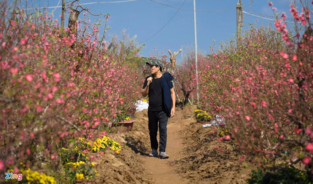 Sau nửa tiếng dạo vườn đào thì anh Lý Hoài Ngọc (Thuỵ Khuê, Ba Đình) chọn được một cành trị giá 400.000 đồng. “Năm nay hoa đào nở rất đẹp, 29 tháng Chạp mà vườn cũng còn nhiều hoa hơn so với năm ngoái, bằng giờ năm ngoái là thưa thớt hoa rồi”, anh Ngọc chia sẻ.