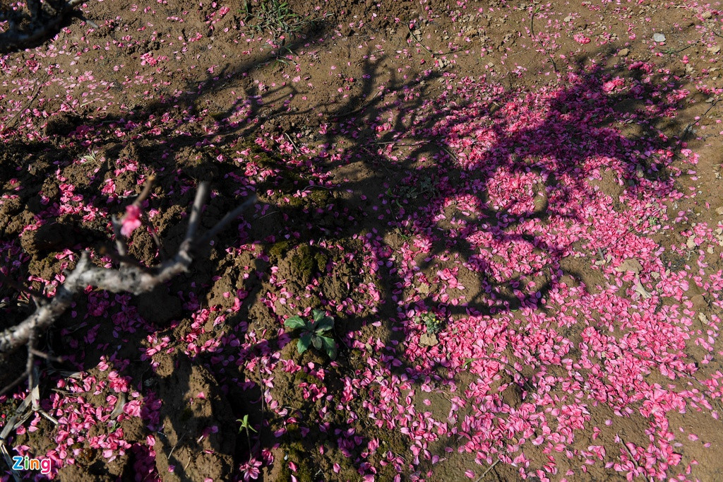 Với những cây đào không bán được, chủ vườn phải cắt cành để dưỡng cho mùa sau. Những cánh hoa rụng đầy dưới gốc. 