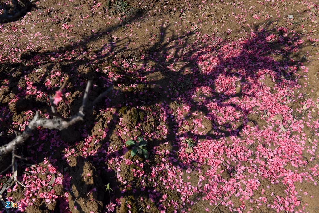 Với những cây đào không bán được, chủ vườn phải cắt cành để dưỡng cho mùa sau. Những cánh hoa rụng đầy dưới gốc. 