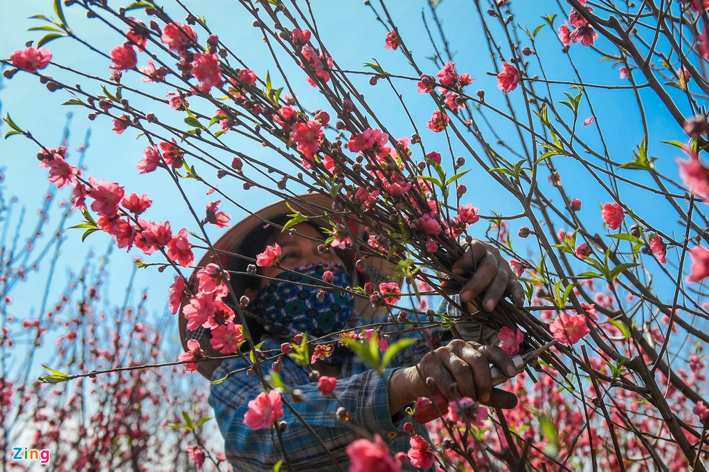 “Năm nay tôi có vườn nở sớm nên công sức một năm chăm sóc bị lỗ. Còn lại các vườn chưa nở thì người mua cũng không nhiều. Vốn dĩ đào cây đã khó bán, nên đào cành bán lại càng khó hơn", chị Doan nói. 