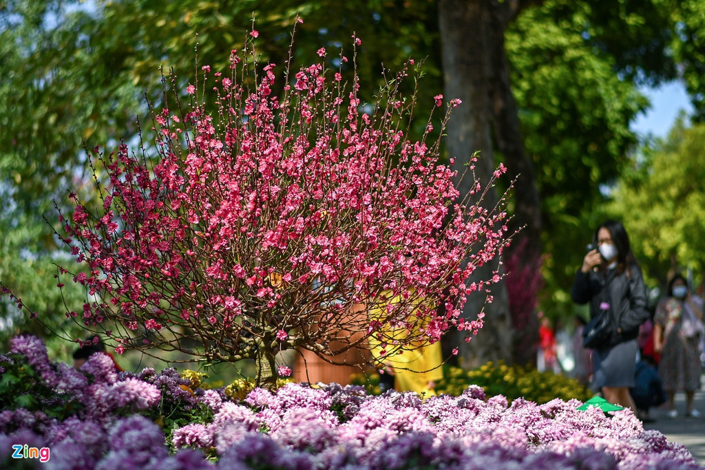 Hàng trăm gốc đào Nhật Tân rực rỡ khoe sắc trong nắng xuân thu hút sự quan tâm của người dân. 