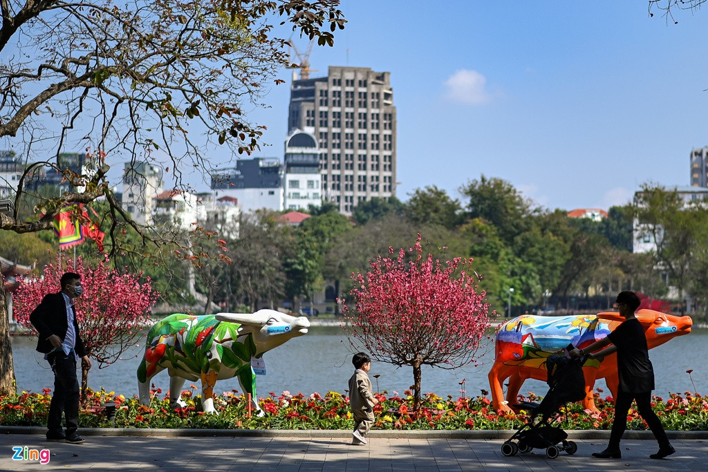 Hơn 50 bức tượng điêu khắc hình con trâu có kích cỡ như trâu thật được trưng bày khắp công viên, vườn hoa ở trung tâm Hà Nội để chào mừng Tết Nguyên đán Tân Sửu.