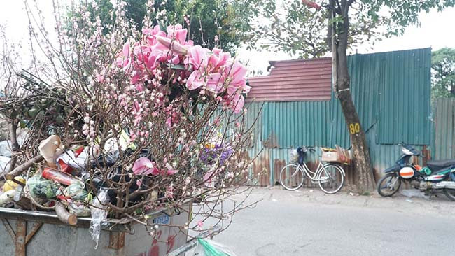 Ghi nhận tại một vài điểm tập kết rác tạm thời, xe rác nào cũng đầy những cành đào, hoa bị bỏ. 
