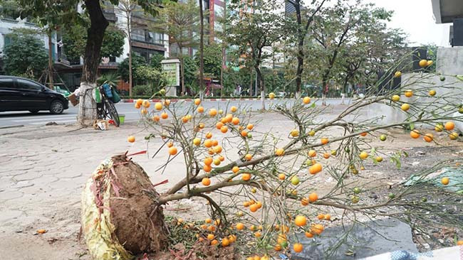 Một cây quất cảnh cũng bị vứt ngoài đường lá đã rụng gần hết chỉ còn mỗi quả.