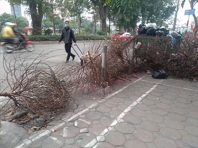 Lượng đào, quất bị vứt bỏ lớn khiến công nhân vệ sinh khá vất vả thu gom. 