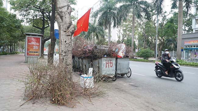 Các xe rác không còn đủ sức chứa đào, quất bị bỏ.