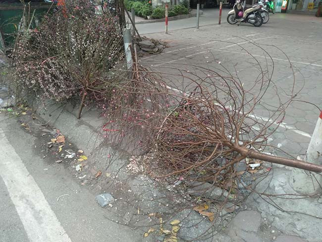 Trên vỉa hè, dưới lòng đường đâu đâu cũng thấy đào, quất bị vứt bỏ. 
