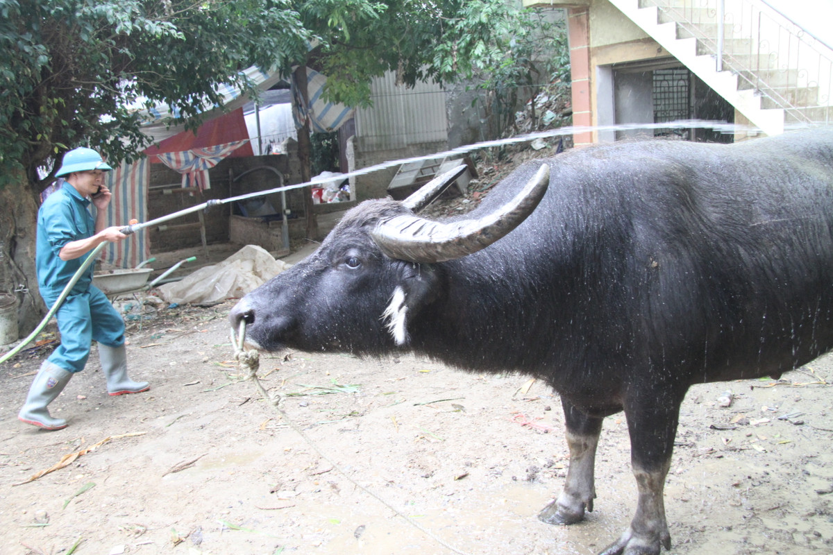 Theo anh Quyết, khi tuyển trâu chọi việc đầu tiên là phải để ý đến tiêu chuẩn mình dài, to, bốn chân lớn vững chắc, đôi mắt lì lợm, khoáy đóng loạn. Đặc biệt, không thể bỏ qua cặp sừng, bởi sừng là thứ vũ khí lợi hại của các "ông Cầu" khi giao đấu.