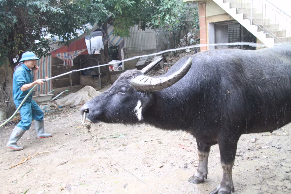 Theo anh Quyết, khi tuyển trâu chọi việc đầu tiên là phải để ý đến tiêu chuẩn mình dài, to, bốn chân lớn vững chắc, đôi mắt lì lợm, khoáy đóng loạn. Đặc biệt, không thể bỏ qua cặp sừng, bởi sừng là thứ vũ khí lợi hại của các "ông Cầu" khi giao đấu.