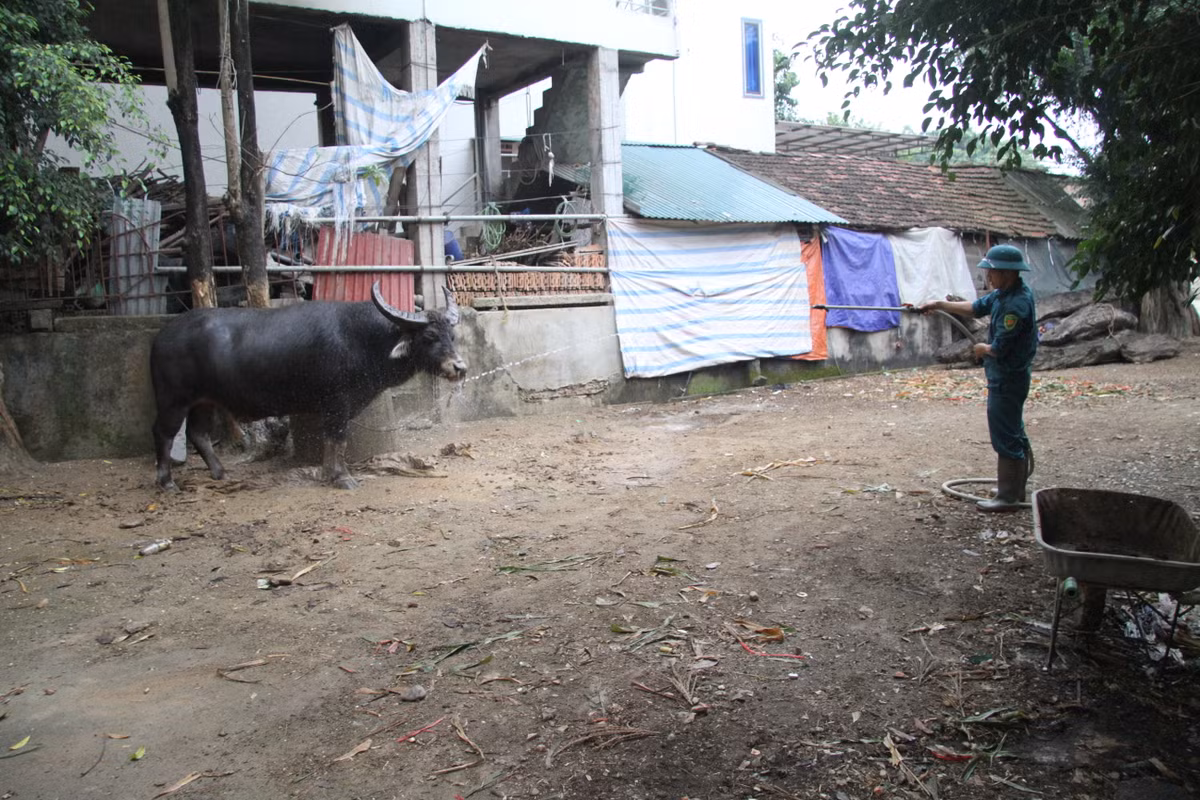 "Không phải trâu nào cũng đáp ứng được yêu cầu, nên việc tìm được con trâu ưng ý rất khó. Vì thế, nhiều người phải lặn lội hàng trăm cây số lên tận Lào Cai, Yên Bái, Lai Châu... thậm chí vào cả Đắk Lắk mới có thể tuyển chọn được. Trâu số 15 mà tôi đang đảm nhận chăm sóc được mua từ huyện Phúc Thọ (Hà Nội) với giá 100 triệu đồng, cũng phải săn lùng nhiều tháng trời mới tìm được" - Anh Quyết nói.