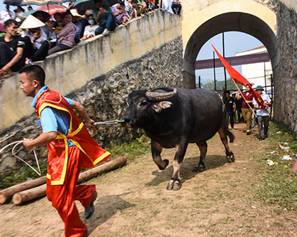 "Ngay sau khi lễ hội kết thúc, các ông chủ trâu (nài trâu) sẽ phải đi tuyển chọn trâu để mang về chăm sóc và huấn luyện, đánh giải cho năm kế tiếp. Công cuộc tìm kiếm, nuôi dưỡng và huấn luyện kéo dài cả năm chỉ để phục vụ 2 ngày lễ hội trong năm" - anh Quyết nói. (Ảnh ĐCS)