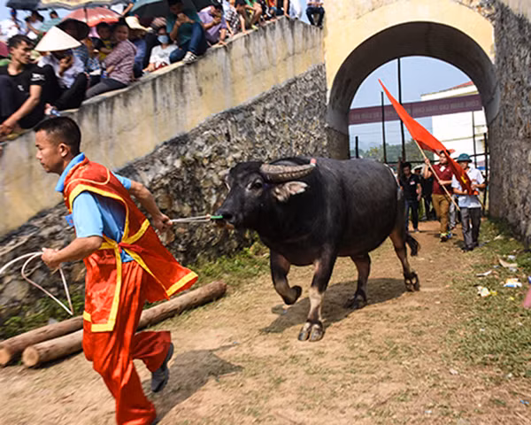 "Ngay sau khi lễ hội kết thúc, các ông chủ trâu (nài trâu) sẽ phải đi tuyển chọn trâu để mang về chăm sóc và huấn luyện, đánh giải cho năm kế tiếp. Công cuộc tìm kiếm, nuôi dưỡng và huấn luyện kéo dài cả năm chỉ để phục vụ 2 ngày lễ hội trong năm" - anh Quyết nói. (Ảnh ĐCS)