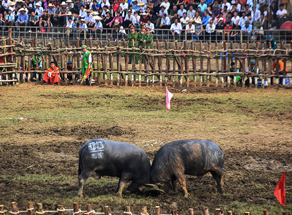 Anh Quyết chia sẻ: "Khi giao đấu, chỉ cần mất cảnh giác thì có thể ăn trọn miếng cáng vào mắt, hầu... mà ngã lăn ra sới. Bị dính đòn đau, nhiều ông cầu phải tháo chạy để thoát thân, mặc dù đối thủ có thể nhẹ cân hơn. Điều này cho thấy cặp sừng trên đầu các "ông Cầu" là một phần rất quan trọng quyết định chiến thắng khi giao đấu". (Ảnh ĐCS)