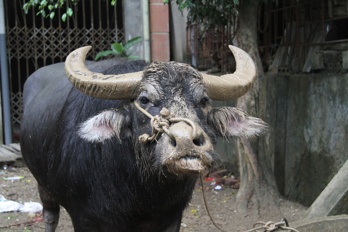 Thậm chí, có chủ trâu còn cho trâu uống cả bia để tăng sự kích thích mỗi khi đưa trâu đi tập luyện ngoài bãi. Mỗi ông chủ trâu sẽ huấn luyện và có đấu pháp riêng. Tùy vào độ mở của sừng, và lối đánh của trâu mà huấn luyện trâu cho phù hợp nhất.