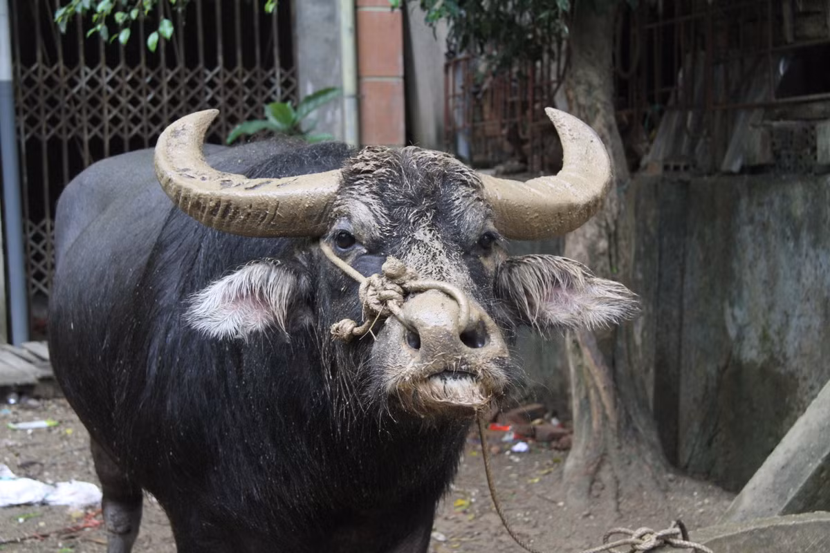 Thậm chí, có chủ trâu còn cho trâu uống cả bia để tăng sự kích thích mỗi khi đưa trâu đi tập luyện ngoài bãi. Mỗi ông chủ trâu sẽ huấn luyện và có đấu pháp riêng. Tùy vào độ mở của sừng, và lối đánh của trâu mà huấn luyện trâu cho phù hợp nhất.