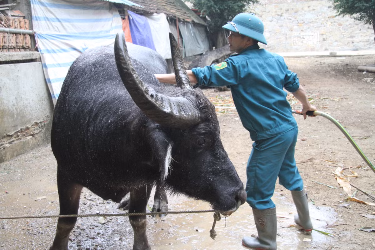 Anh Quyết cho hay: "Nuôi trâu chọi vất vả lắm, nhưng tôi không ngại điều đó, dù trâu của mình có đoạt giải hay không thì tôi vẫn luôn tự hào và hạnh phúc khi mang lại niềm vui cho nhiều người trong những ngày đầu xuân". 